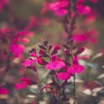 澳门金沙集团娱乐:打造难忘的假期与娱乐体验 hs1bt09510