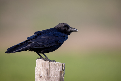 澳门赌场贵宾厅：奢华体验与高端服务的完美结合